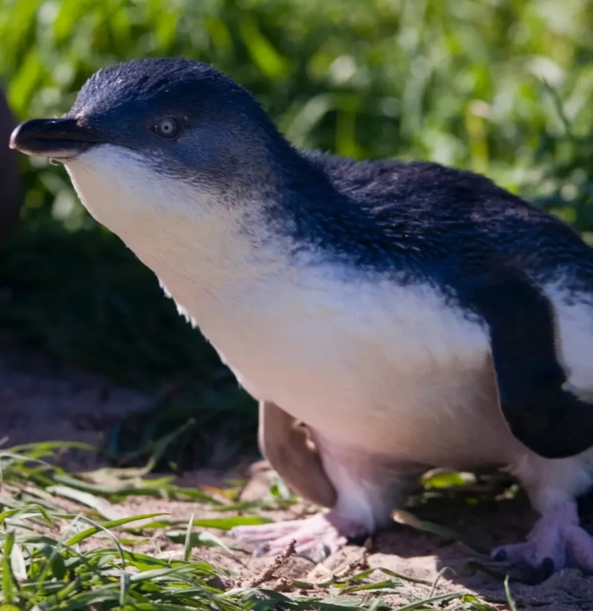 Discovering Phillip Island's Unique Fauna