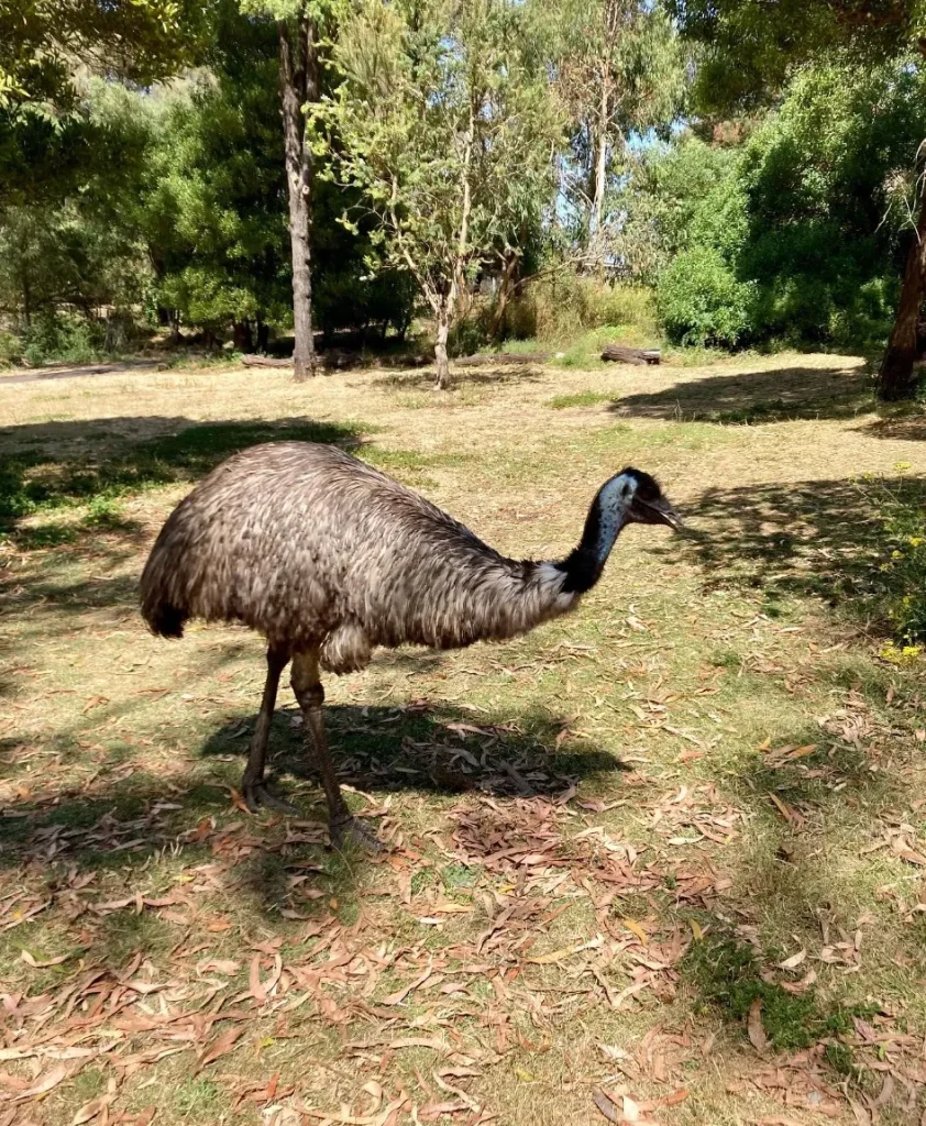 Discovering the Wildlife of Tower Hill Reserve