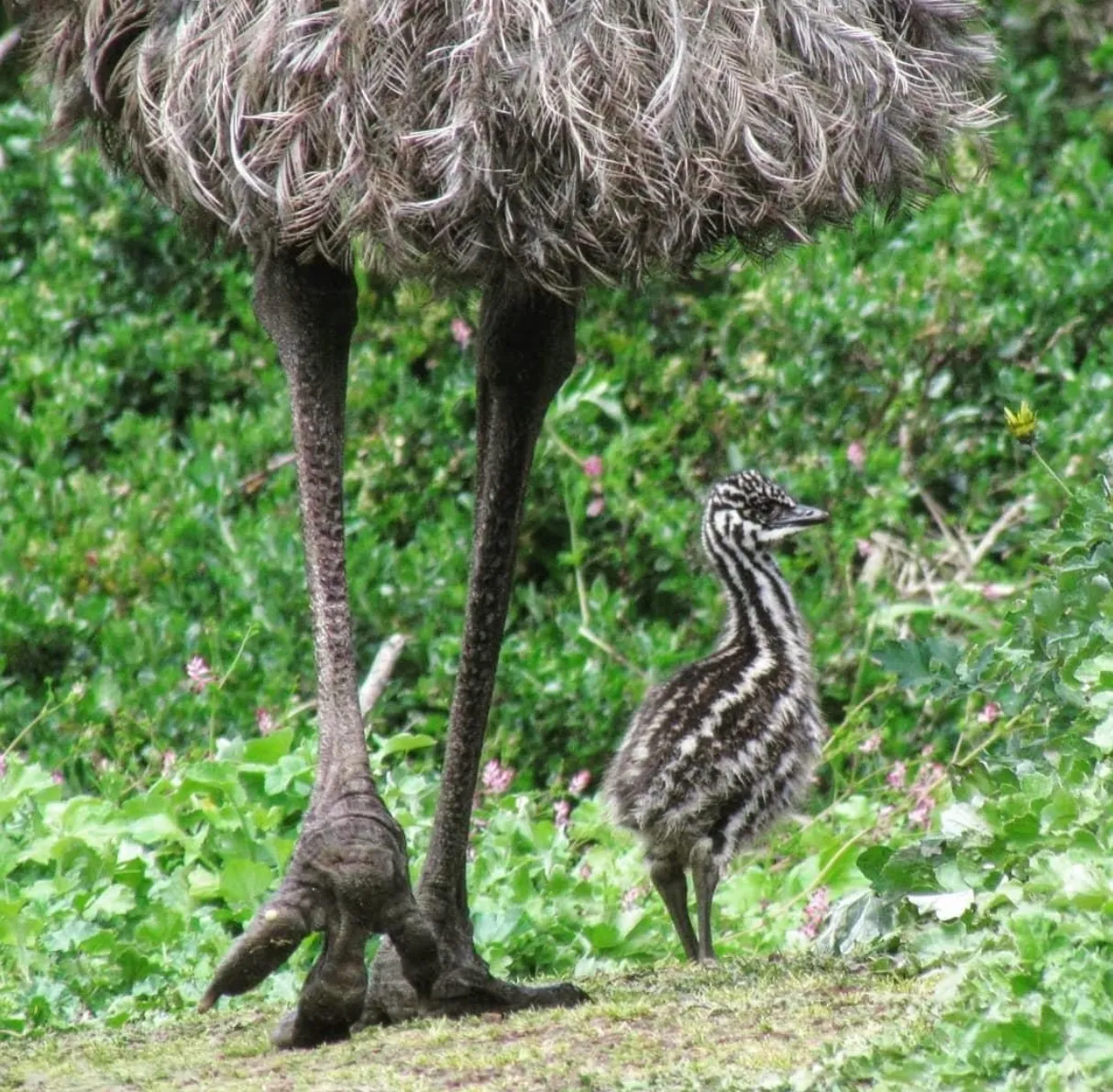 Emus