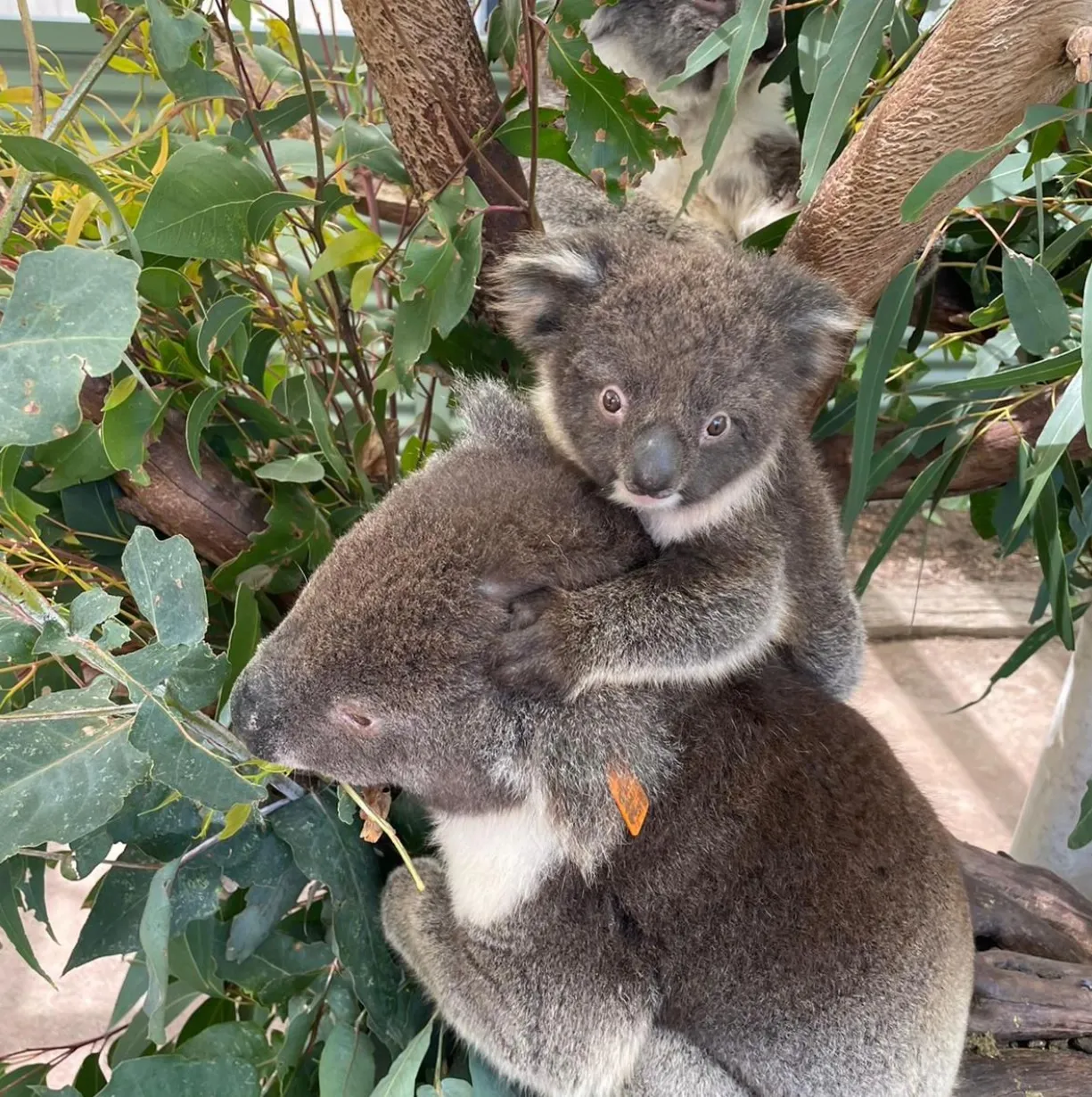 Koala Conservation Reserve