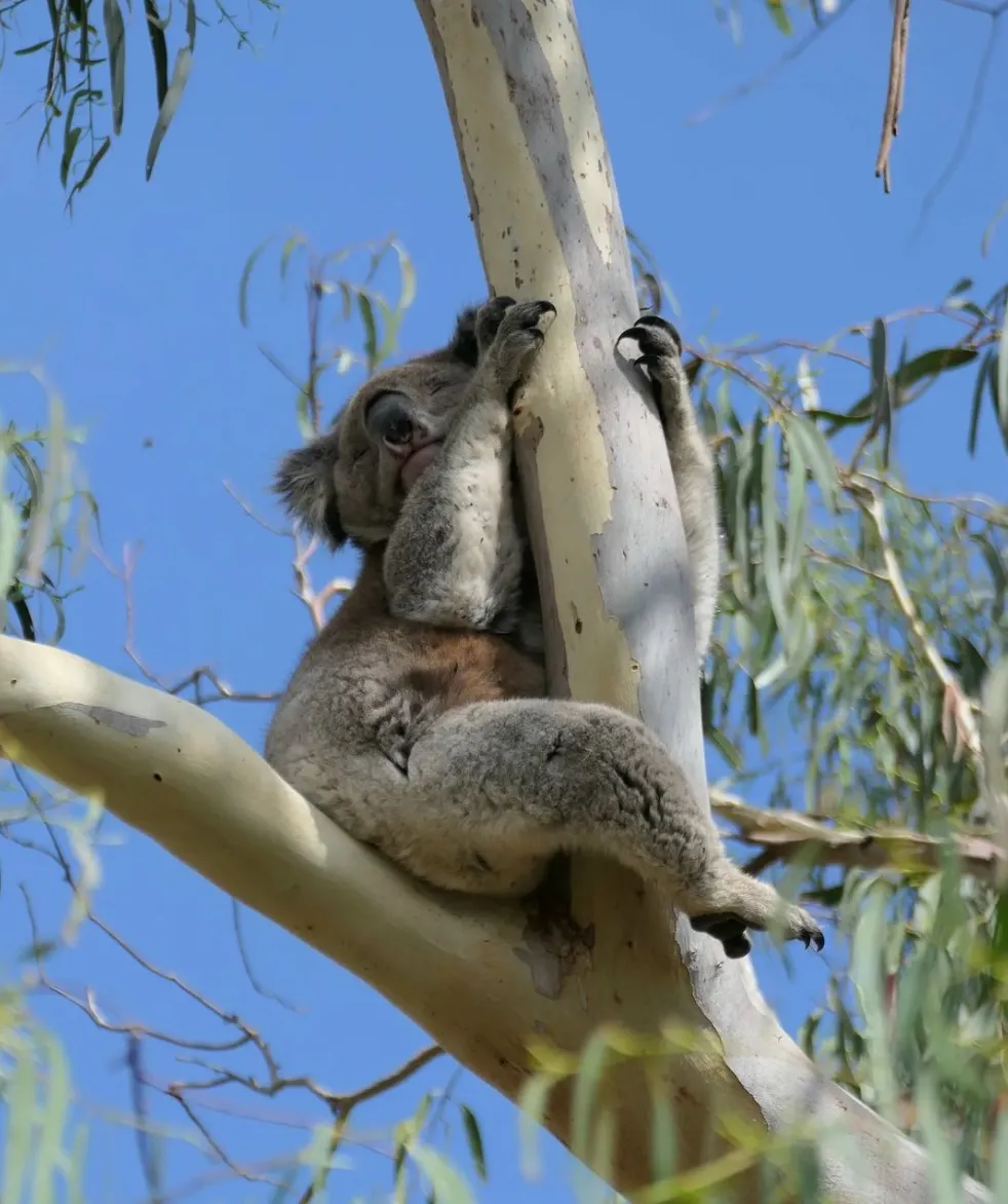 Koalas