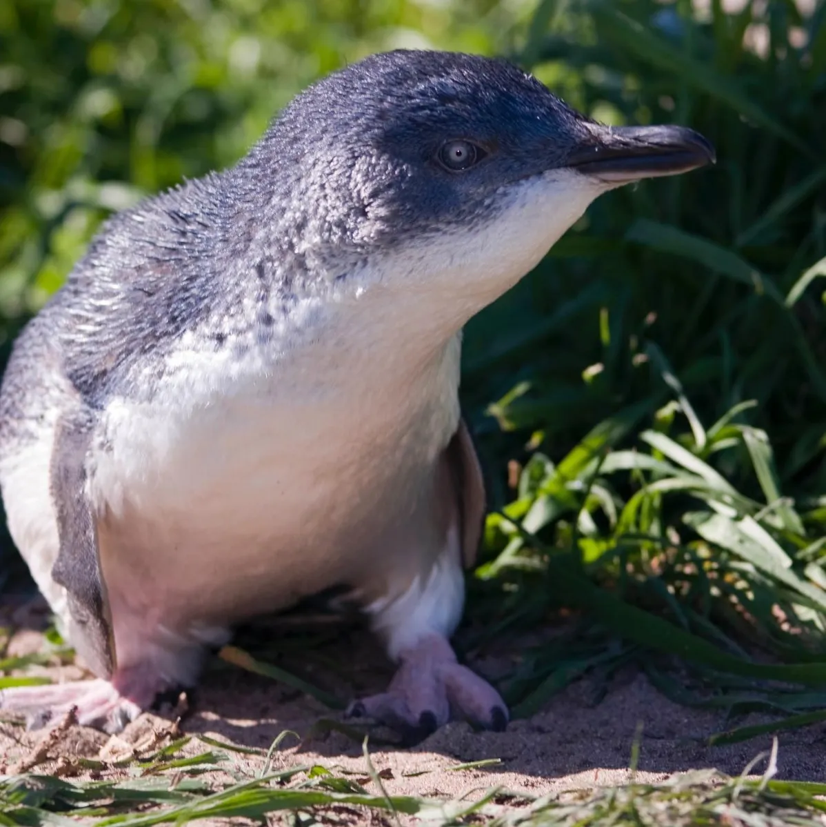 Phillip Island Penguin Parade