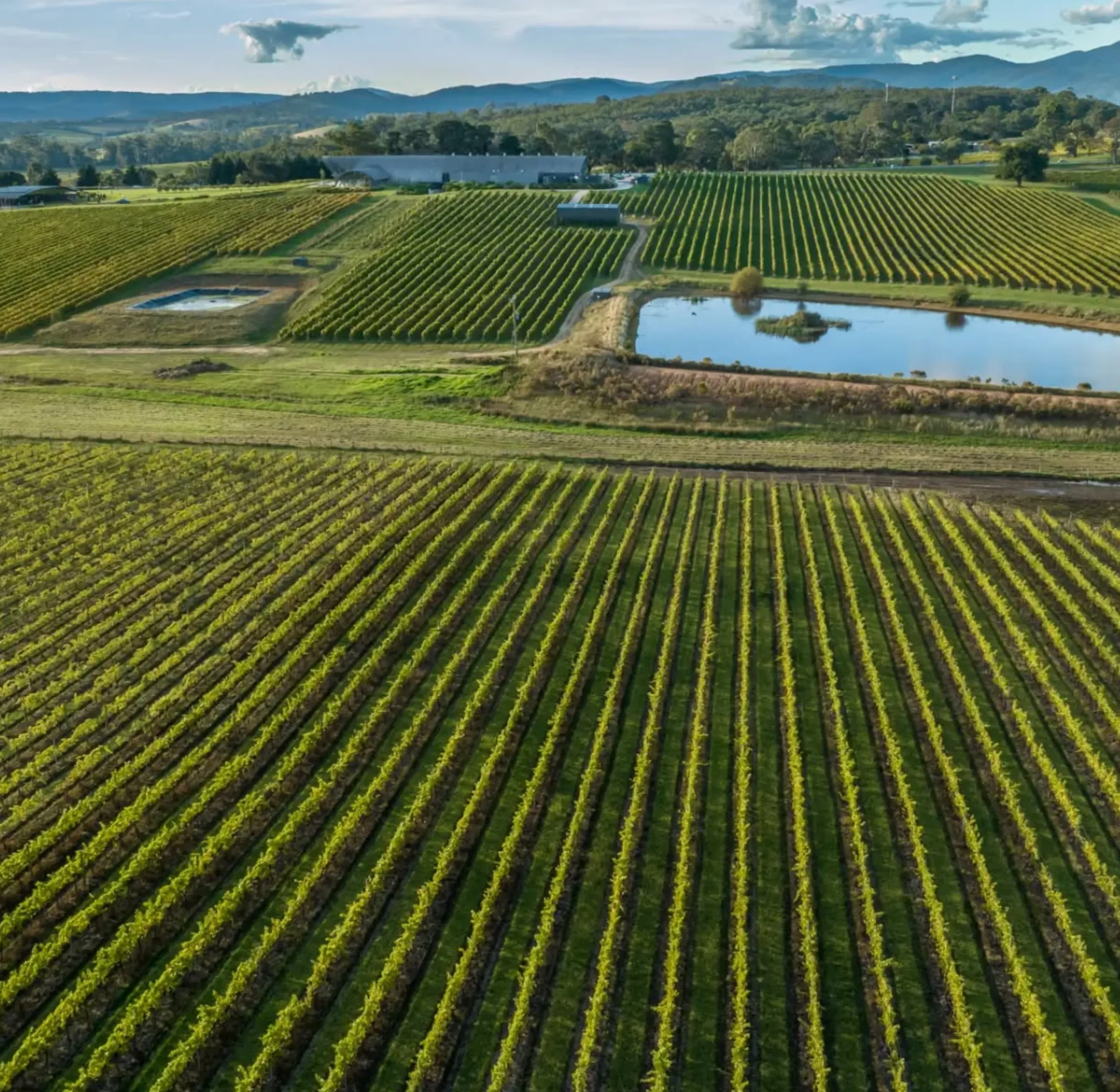 Lush Vineyards, Yarra Valley