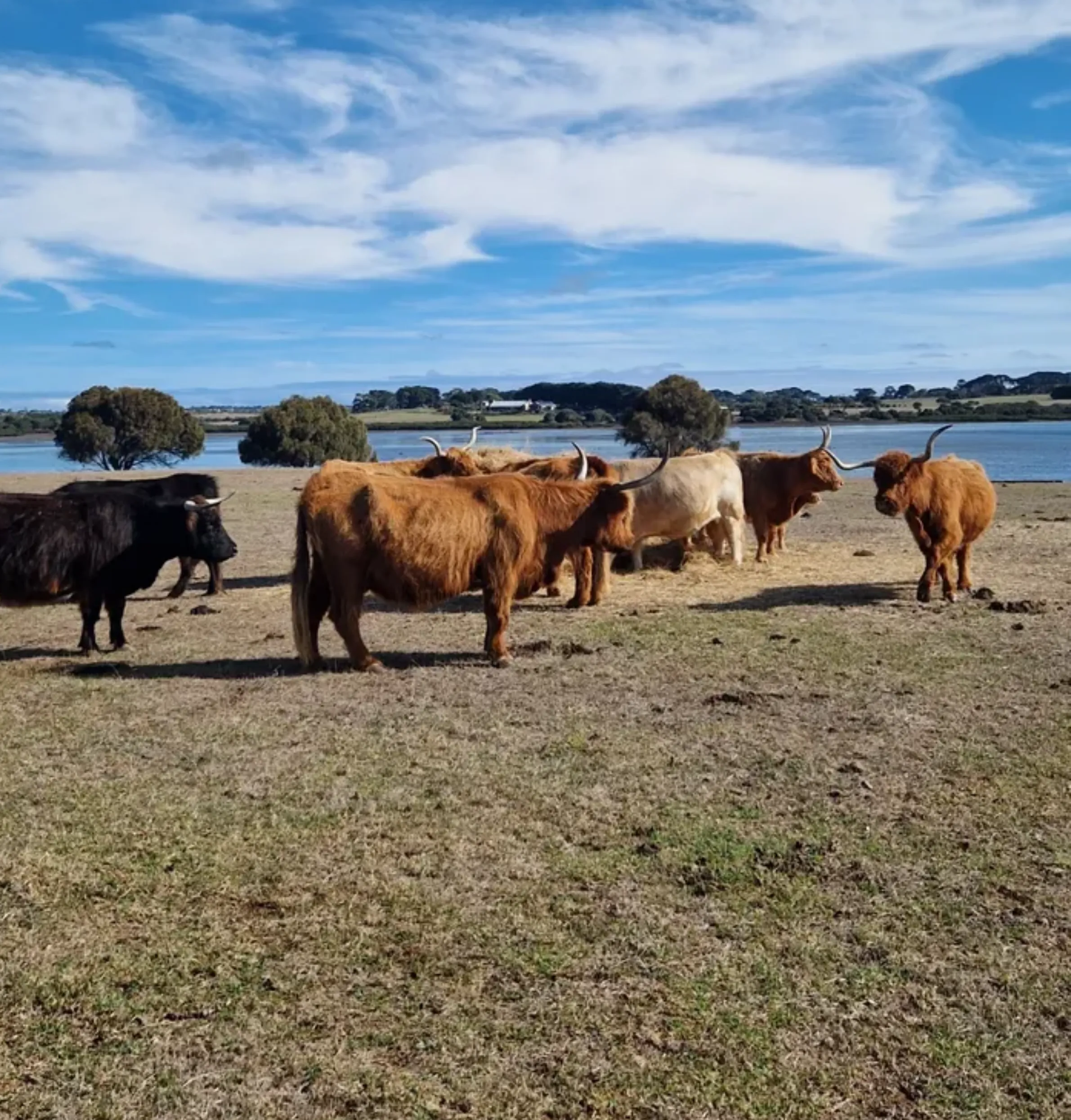 do you need a ferry to Phillip Island